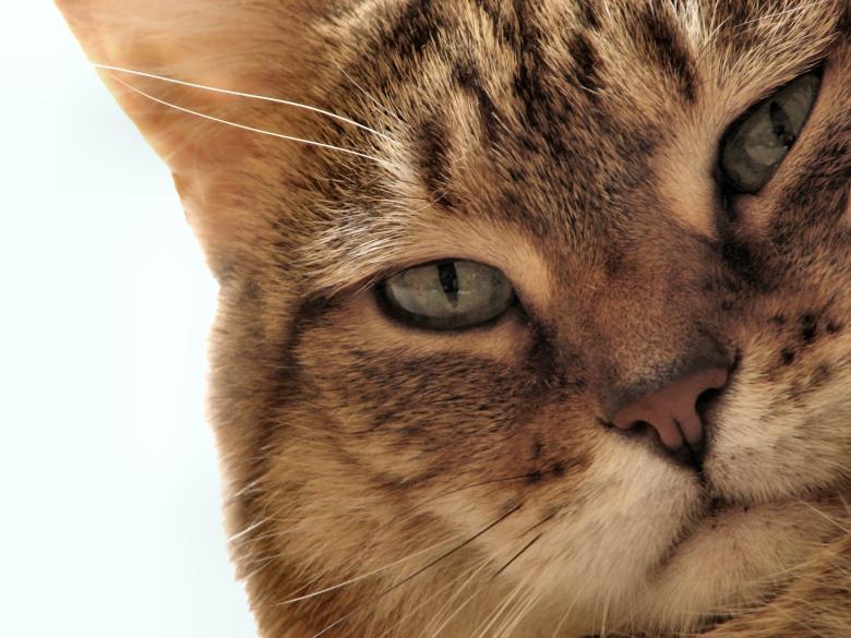 Free stock image of Cat portrait created by Benjamin Miller