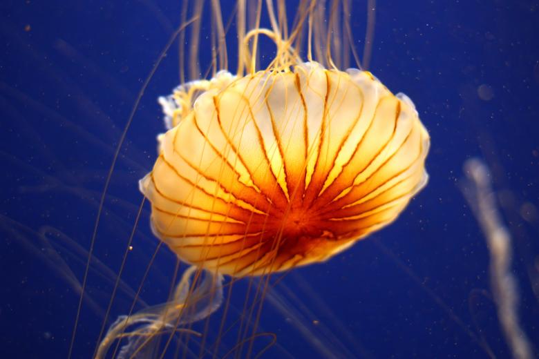 Free stock image of A jellyfish under water created by Benjamin Miller