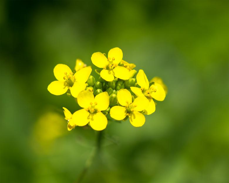 Free stock image of Yellow flower created by Alen