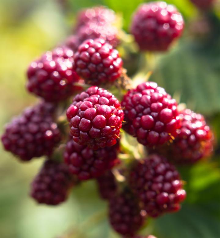 Free stock image of Blackberry fruit created by Alen