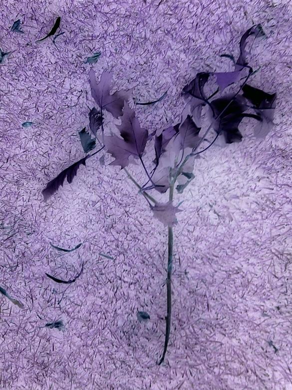 Free stock image of Abstract Nature Photo Looks Cool created by Sara Holt