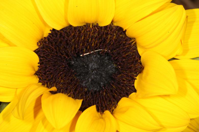 Free stock image of Yellow Flower created by Jared Davidson
