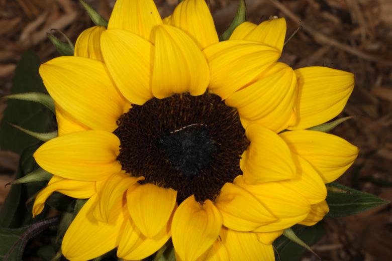 Free stock image of Yellow Flower created by Jared Davidson