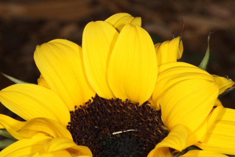Free stock image of Yellow Flower created by Jared Davidson