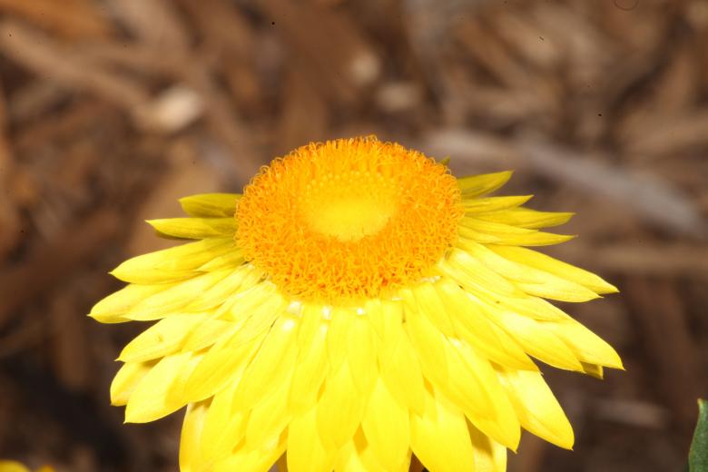 Free stock image of Yellow Flower created by Jared Davidson