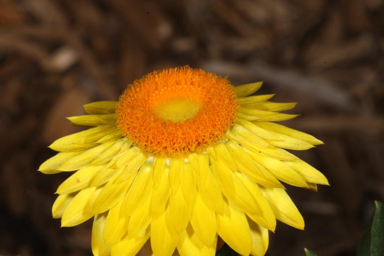 Free stock image of Yellow Flower created by Jared Davidson