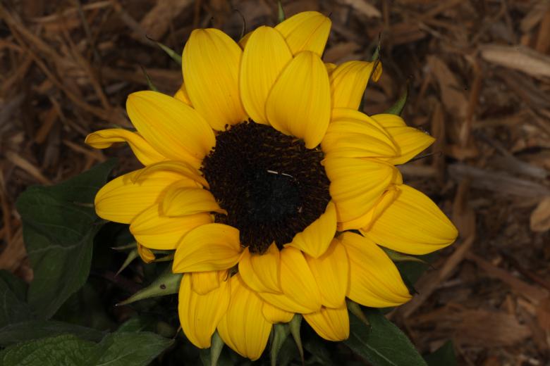 Free stock image of Yellow Flower created by Jared Davidson