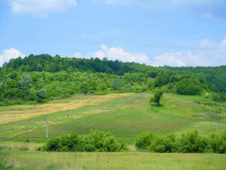 Free stock image of Forest on green hill created by Shaggy