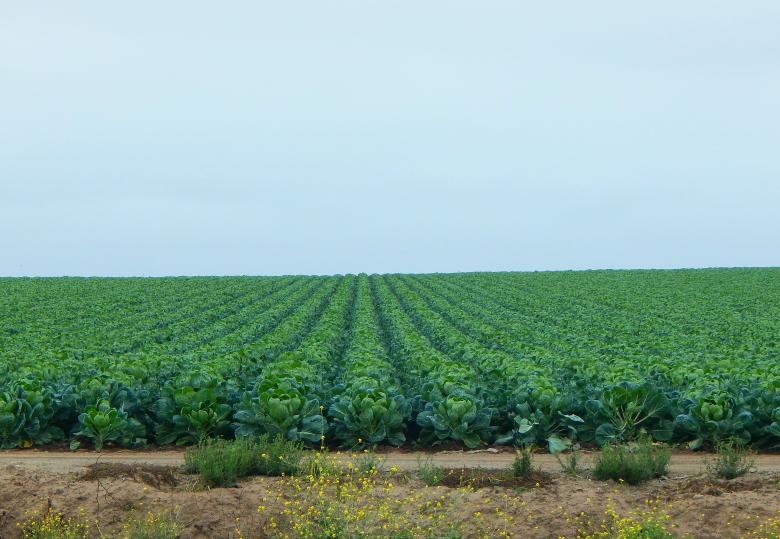 Free stock image of Agricultural Field created by John C. Thomas