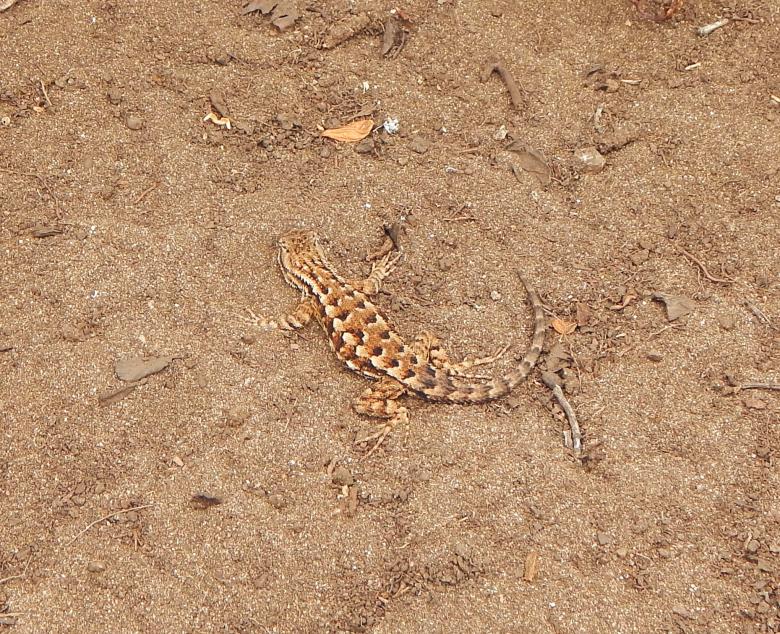 Free stock image of Lizard created by John C. Thomas