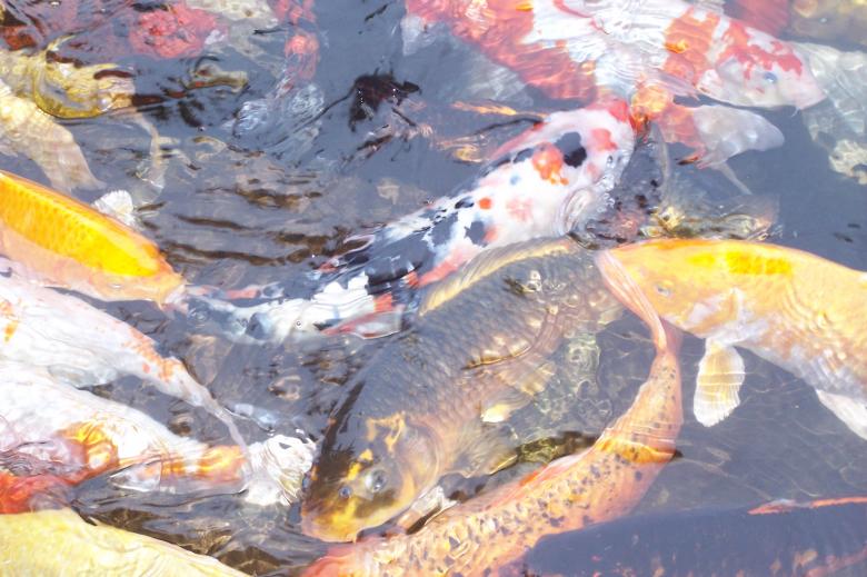 Free stock image of Koi Carp created by delicopsch56