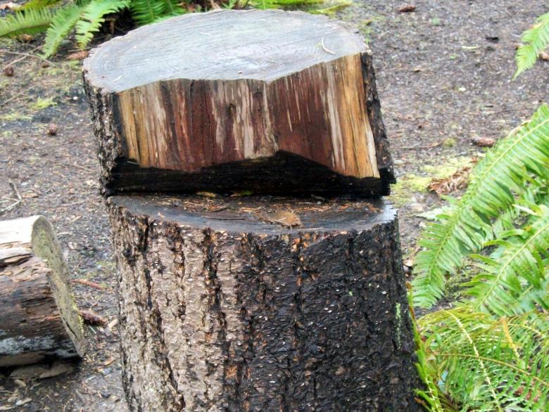Free stock image of Cut Tree Stump created by delicopsch56