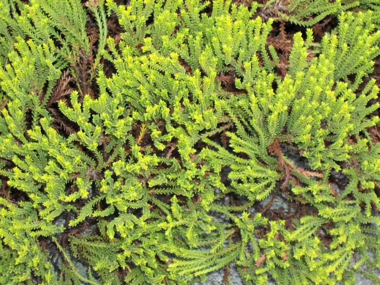 Free stock image of Ground Cover created by delicopsch56