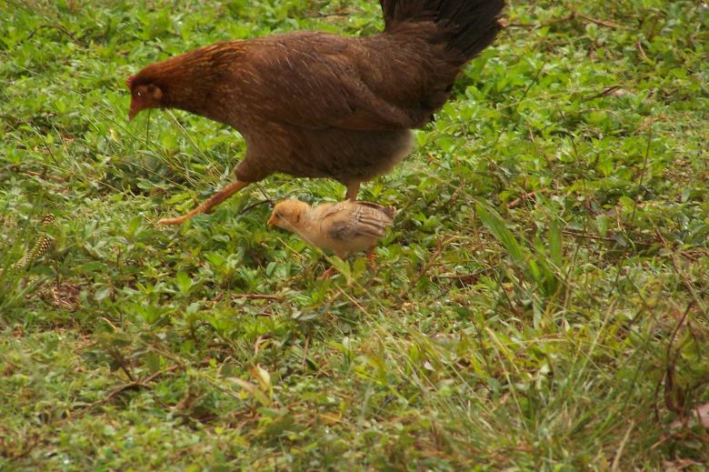 Free stock image of Chicken and chick created by delicopsch56