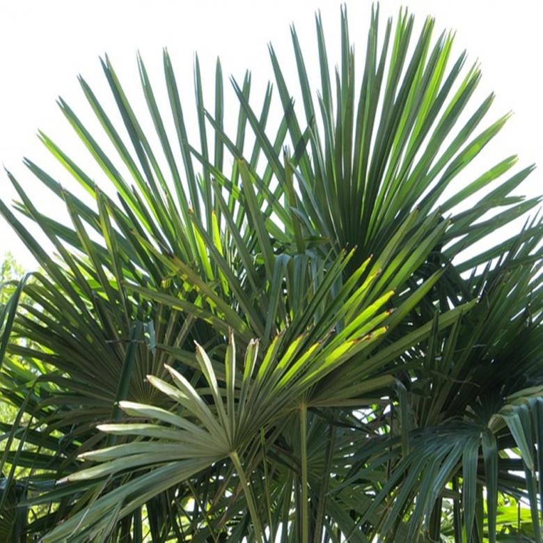 Free stock image of Green Leafs created by Kims 