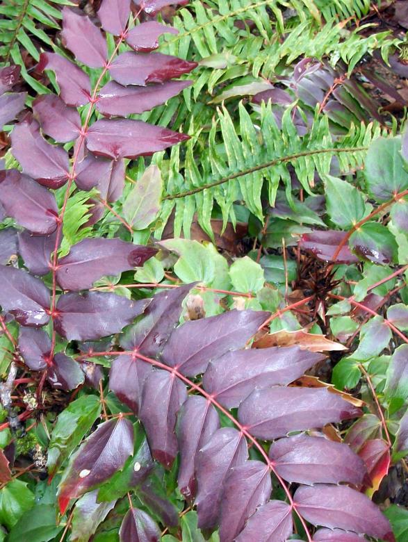 Free stock image of Colorful plants created by delicopsch56
