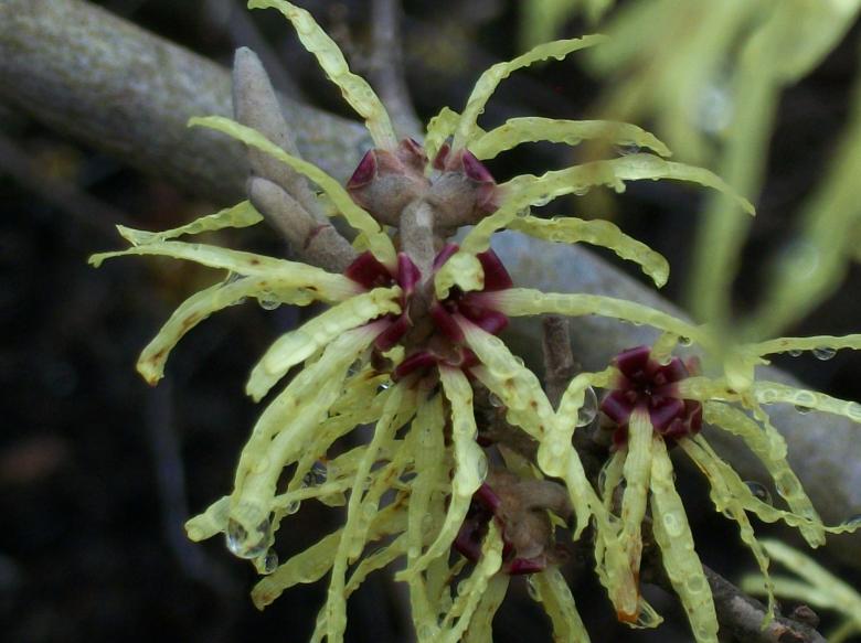Free stock image of Unusual tree bloom created by delicopsch56