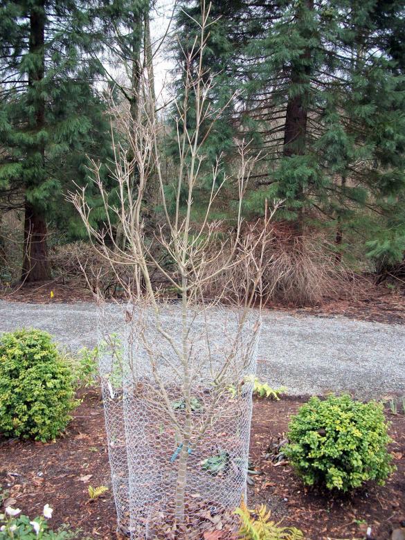 Free stock image of Tree in wire cage created by delicopsch56