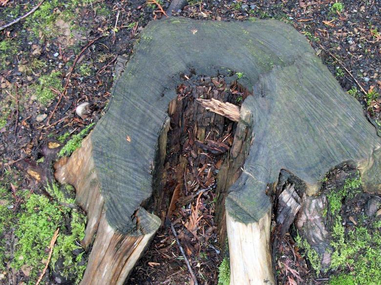 Free stock image of Rotting tree stump created by delicopsch56
