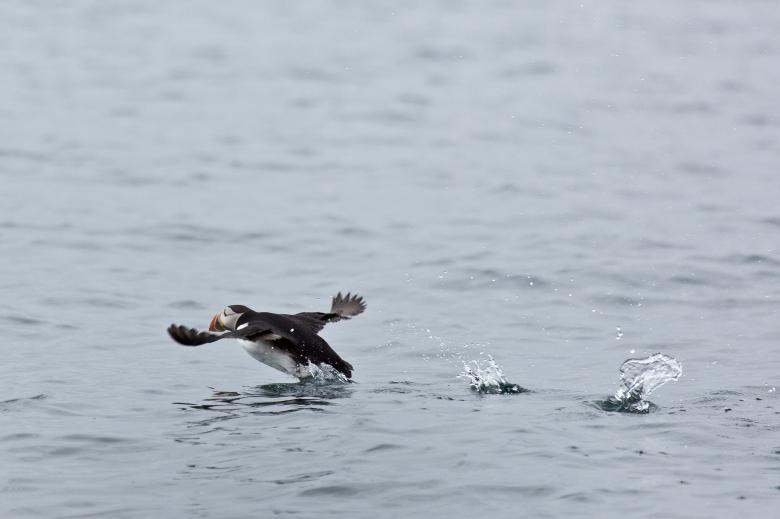 Free stock image of Puffins created by Geoffrey Whiteway