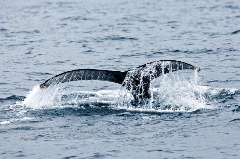 Free stock image of Whale created by Geoffrey Whiteway