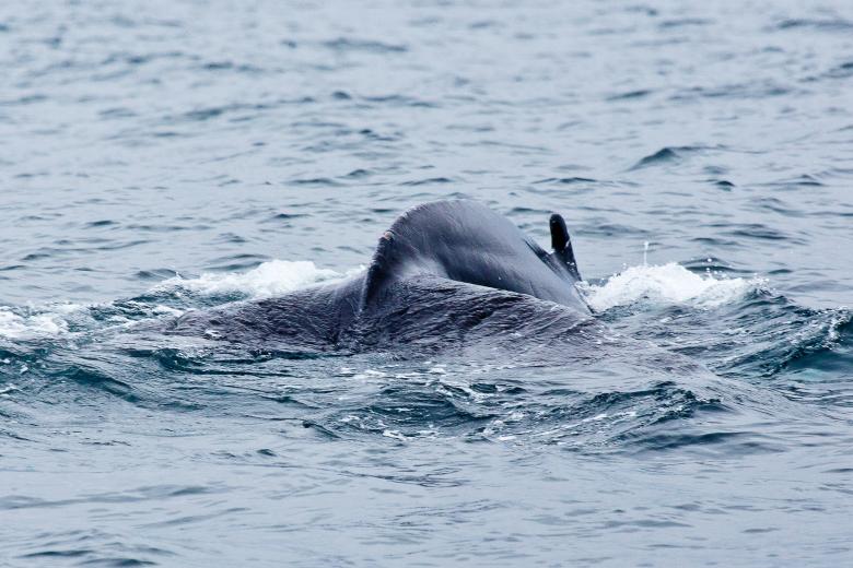 Free stock image of Whale created by Geoffrey Whiteway