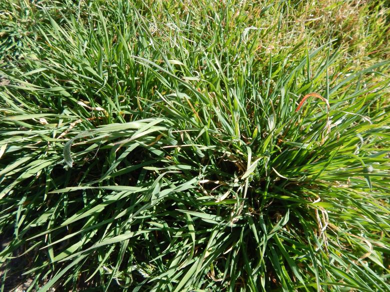 Free stock image of Grass pasto created by Silvana