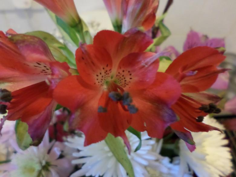 Free stock image of Gladioli created by Mark Gleeson