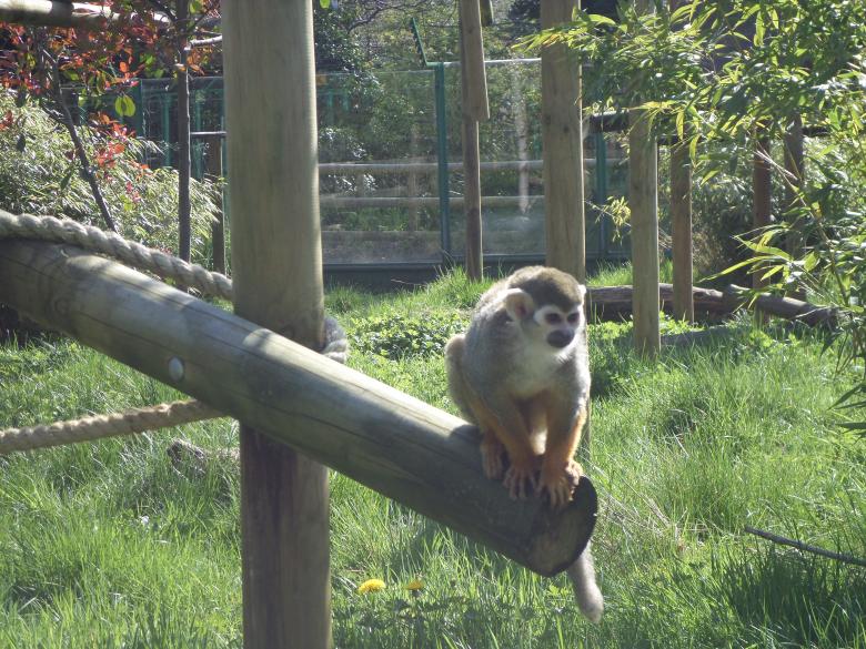 Free stock image of Squirrel Monkey created by Mark Gleeson