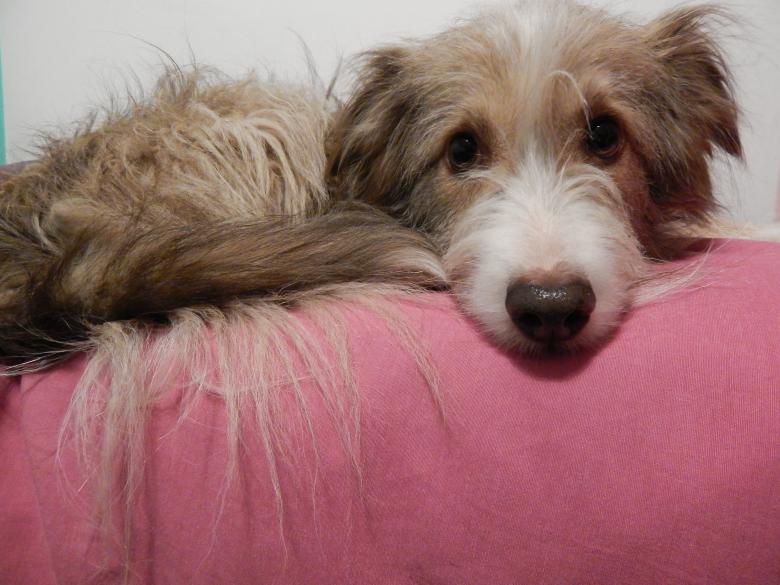 Free stock image of Sleepy dog created by Silvana