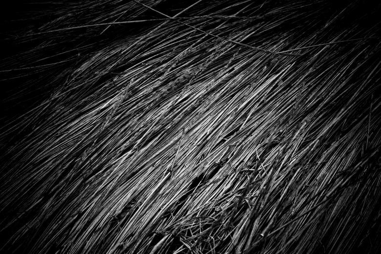 Free stock image of Fallen Straws Texture created by Free Texture Friday