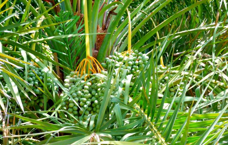 Free stock image of Green dates created by Anuraj R V