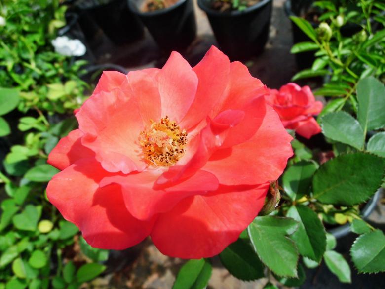 Free stock image of Red Flower created by Anuraj R V
