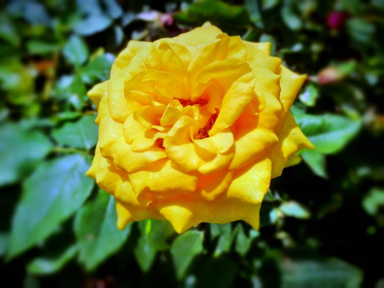 Free stock image of Yellow Flower created by Anuraj R V