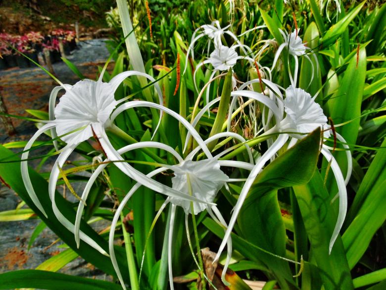 Free stock image of Spider Lily created by Anuraj R V