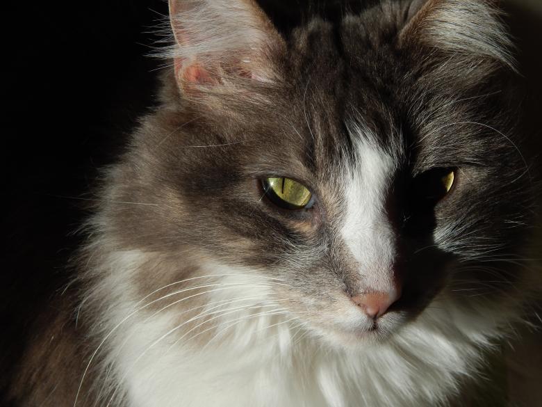 Free stock image of Cat created by Silvana