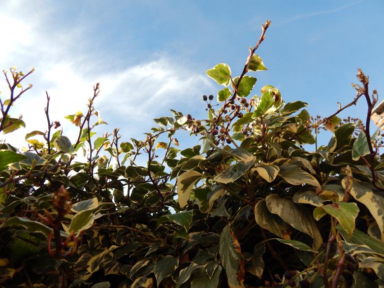 Free stock image of Ivy created by Silvana