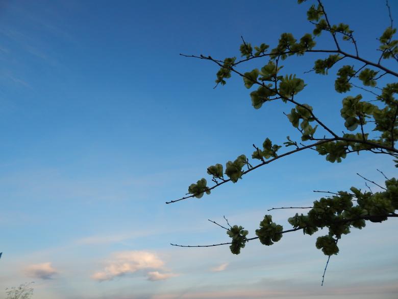 Free stock image of Branch against the sky created by Silvana