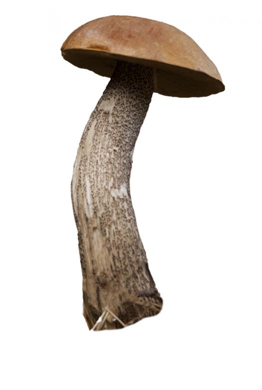 Free stock image of Mushroom created by Gustaf Cederlund