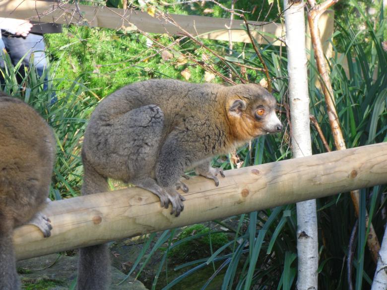 Free stock image of Brown Lemur created by Mark Gleeson