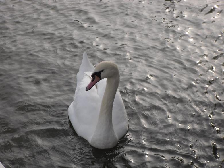 Free stock image of White swan created by Mark Gleeson