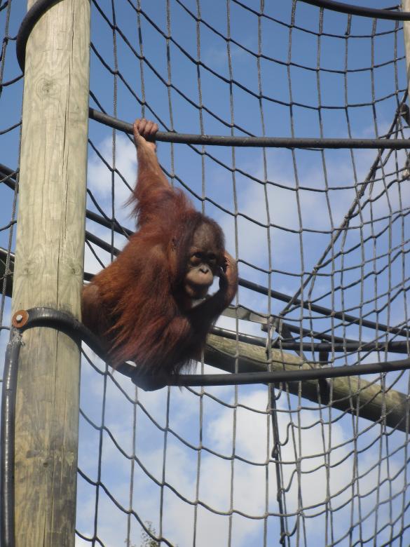Free stock image of Orangutan created by Mark Gleeson
