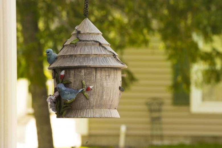 Free stock image of Bird Feeding Frenzy created by renato valadez