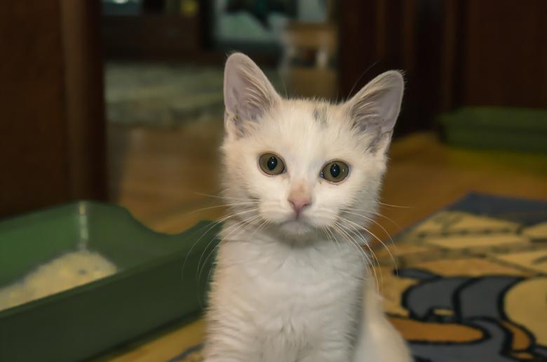 Free stock image of Kitten created by Alenka