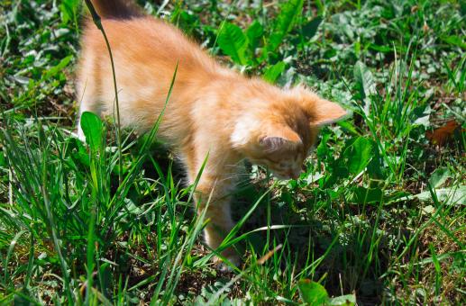 Kitten - Free Stock Photo