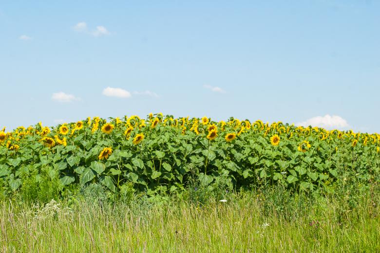 Free stock image of Sunflowers created by Evgenij Kutyavin