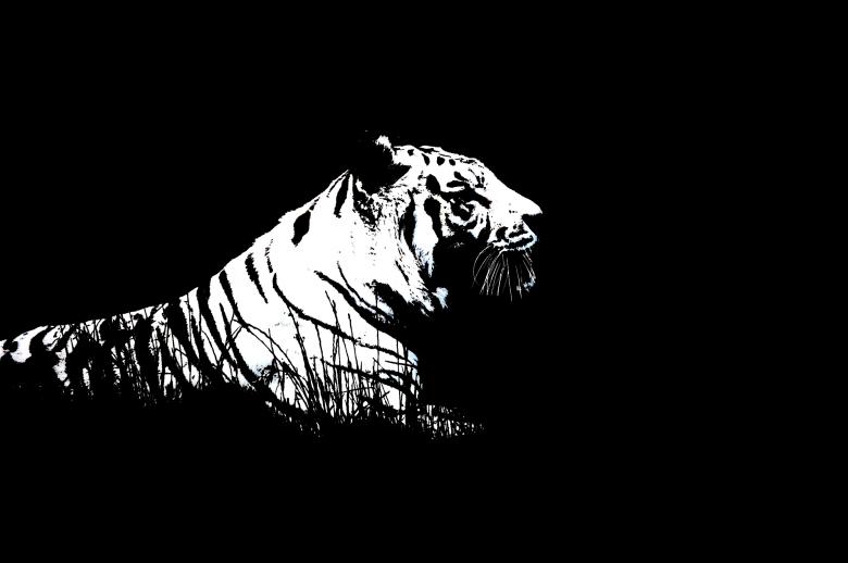 Free stock image of Tiger II created by Harry Ray