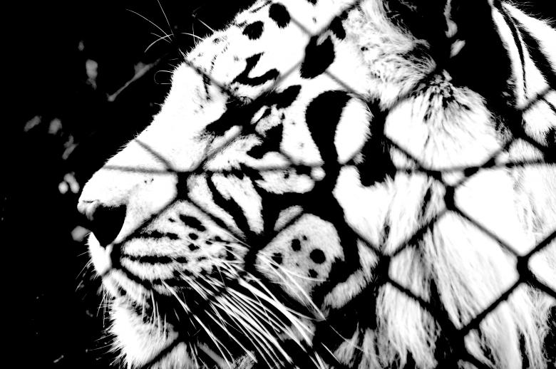 Free stock image of Caged Tiger II created by Harry Ray