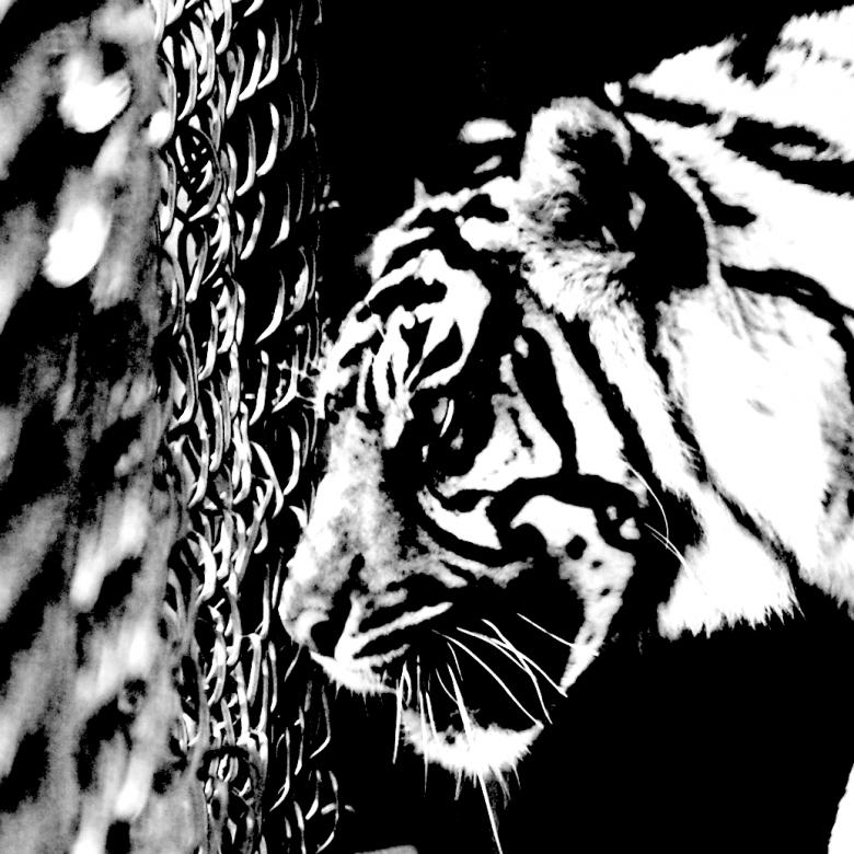 Free stock image of Caged Tiger created by Harry Ray