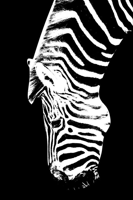 Free stock image of Zebra created by Harry Ray